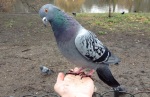 pigeon on my hand, friendly pigeon, london, birds in london, pigeon eating from my hand, is he studying me like i'm studying him, beautiful pigeon, their earth too, lovely bird, pretty bird, st james park, royal parks, buckingham palace, feeding the birds in the park
